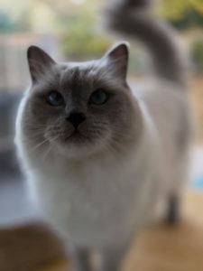 575294265 18028045703751236 4423657709378996820 n