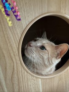 581523069 18028739513751236 2070836084263789427 n