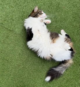 587605377 18030631529751236 961476621495048171 n