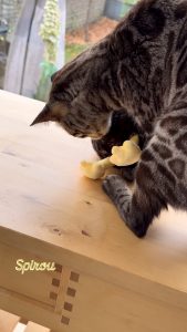 588309896 18030115871751236 5967932808614847052 n