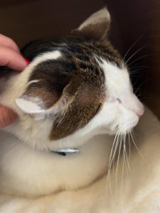 609070326 18034291298751236 6331999873636872566 n