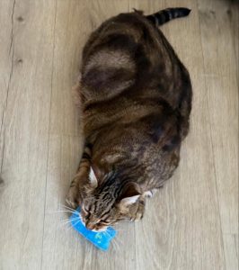 609127949 18034292285751236 3180787435340076739 n