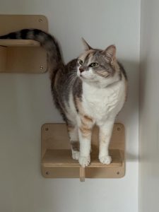 609711445 18034435880751236 4457763729787799970 n