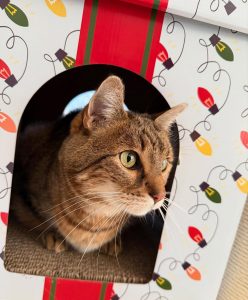 610084239 18034449539751236 6611694147757248035 n