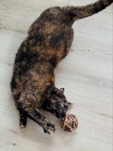 641727585 18040462460751236 1480981731237240567 n