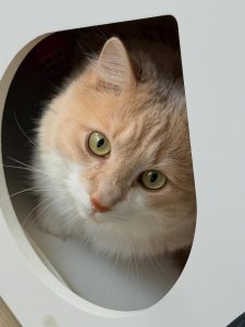 656013412 18044496194751236 4620588716841279871 n