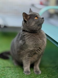 656452242 18045197594751236 4805346586844006858 n