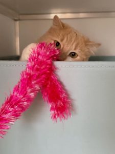 657734700 18045604760751236 6845150591634194959 n