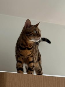 658176795 18044637962751236 4788993508319897903 n